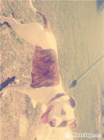 Pitbull