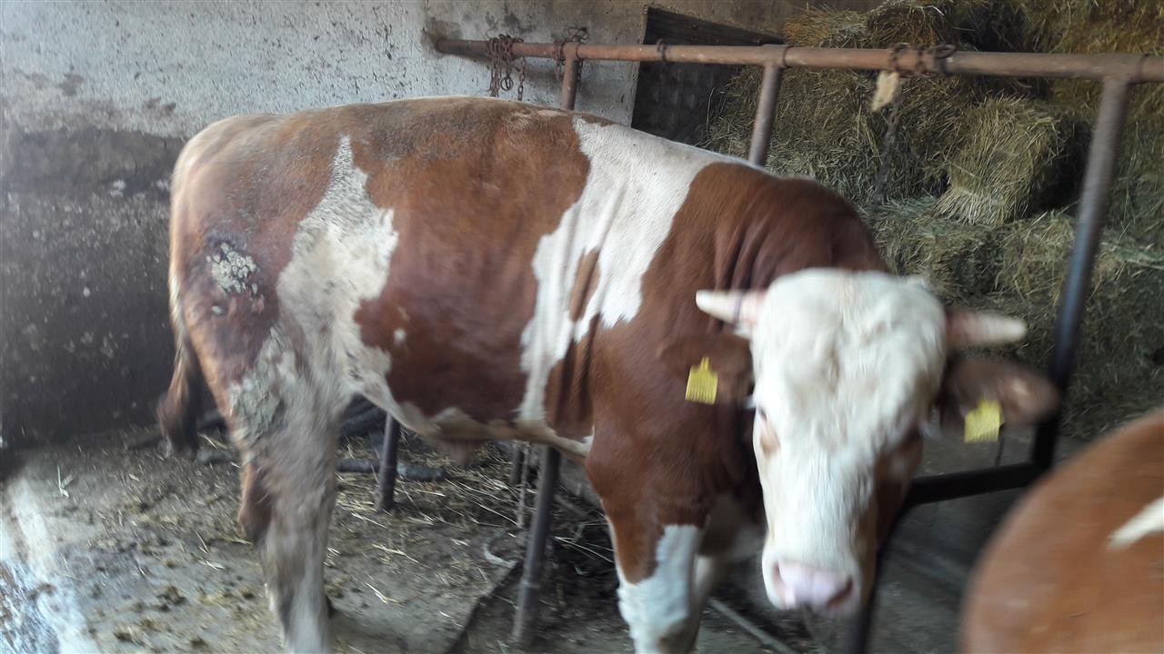 bika