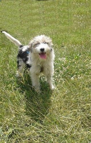 Terrierk