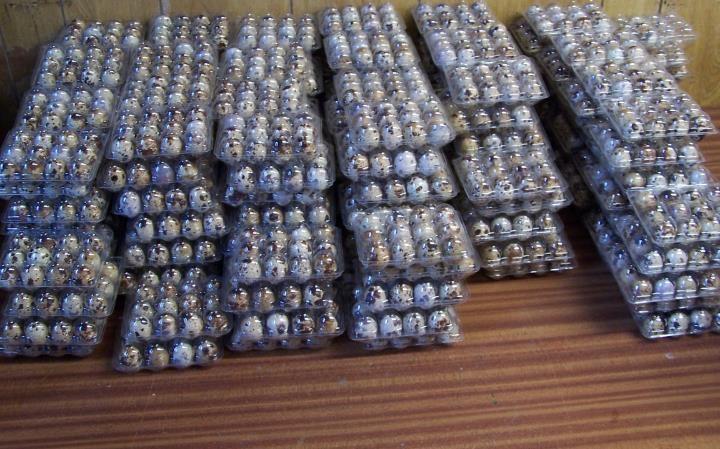 Fllanza-japoneze