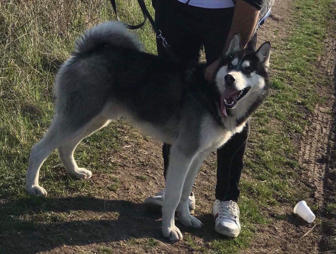 Haski