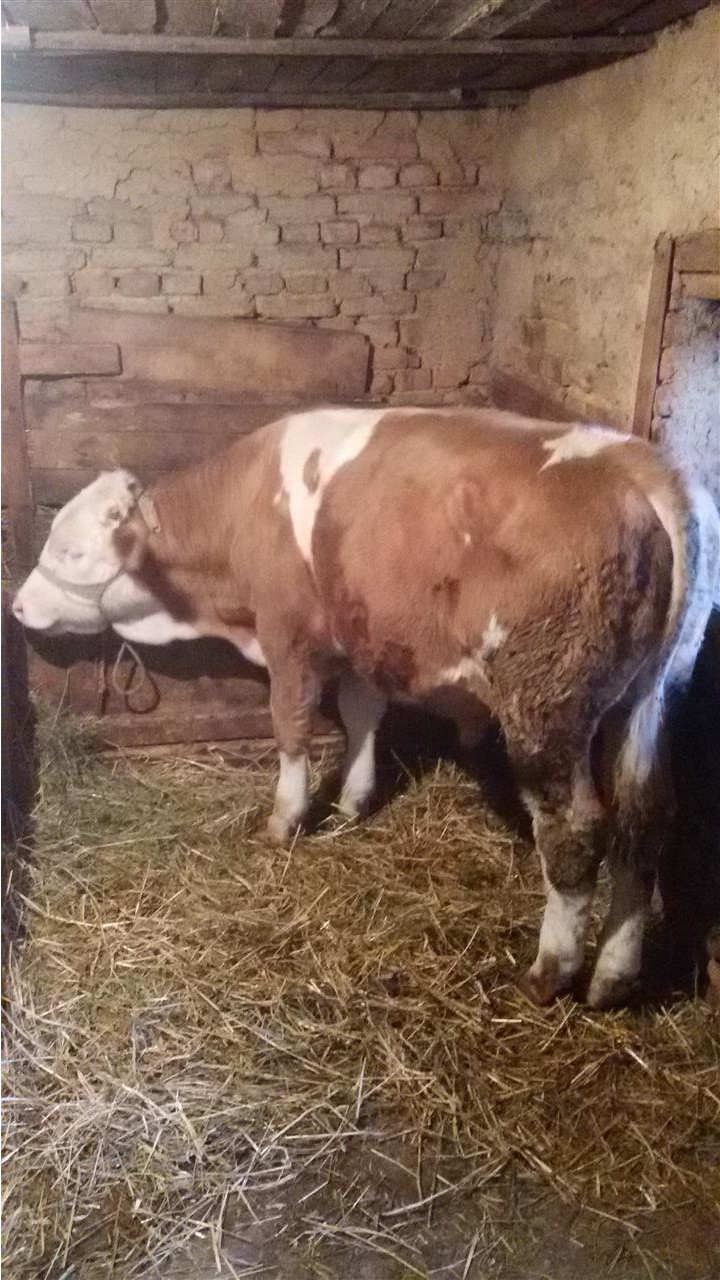 Mzati