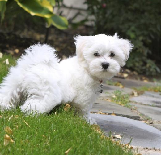 Maltezer