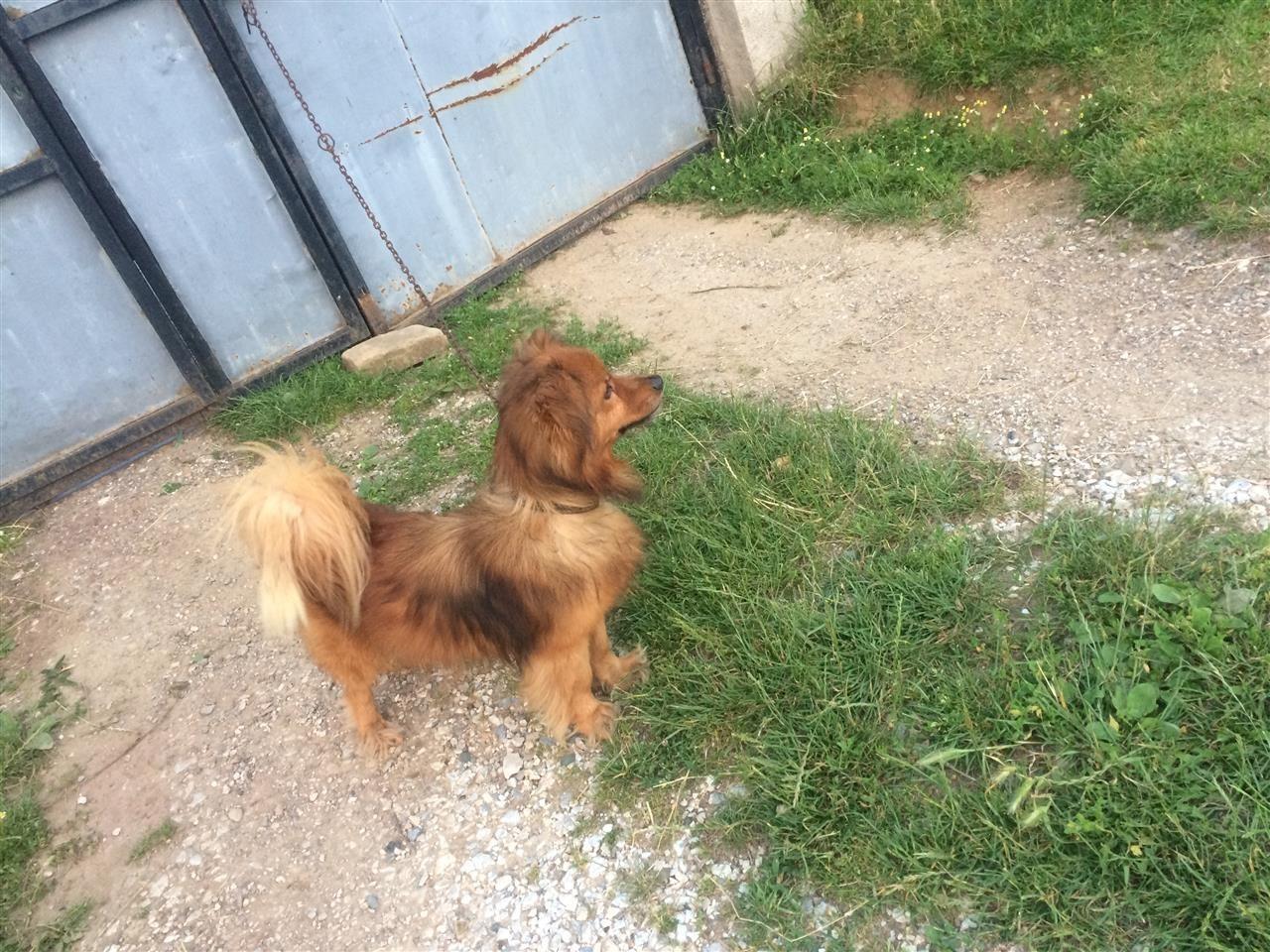 Bubi-