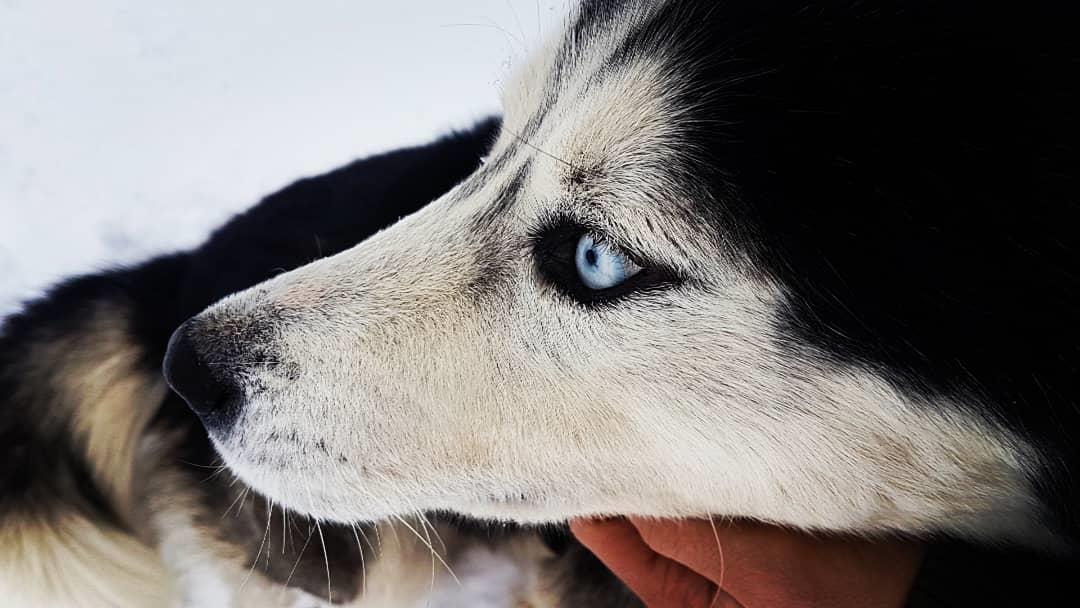 Husky