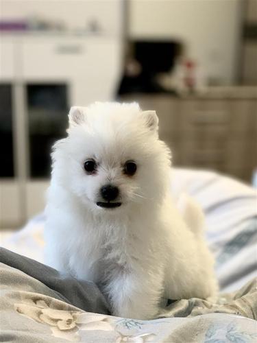 Minispitz