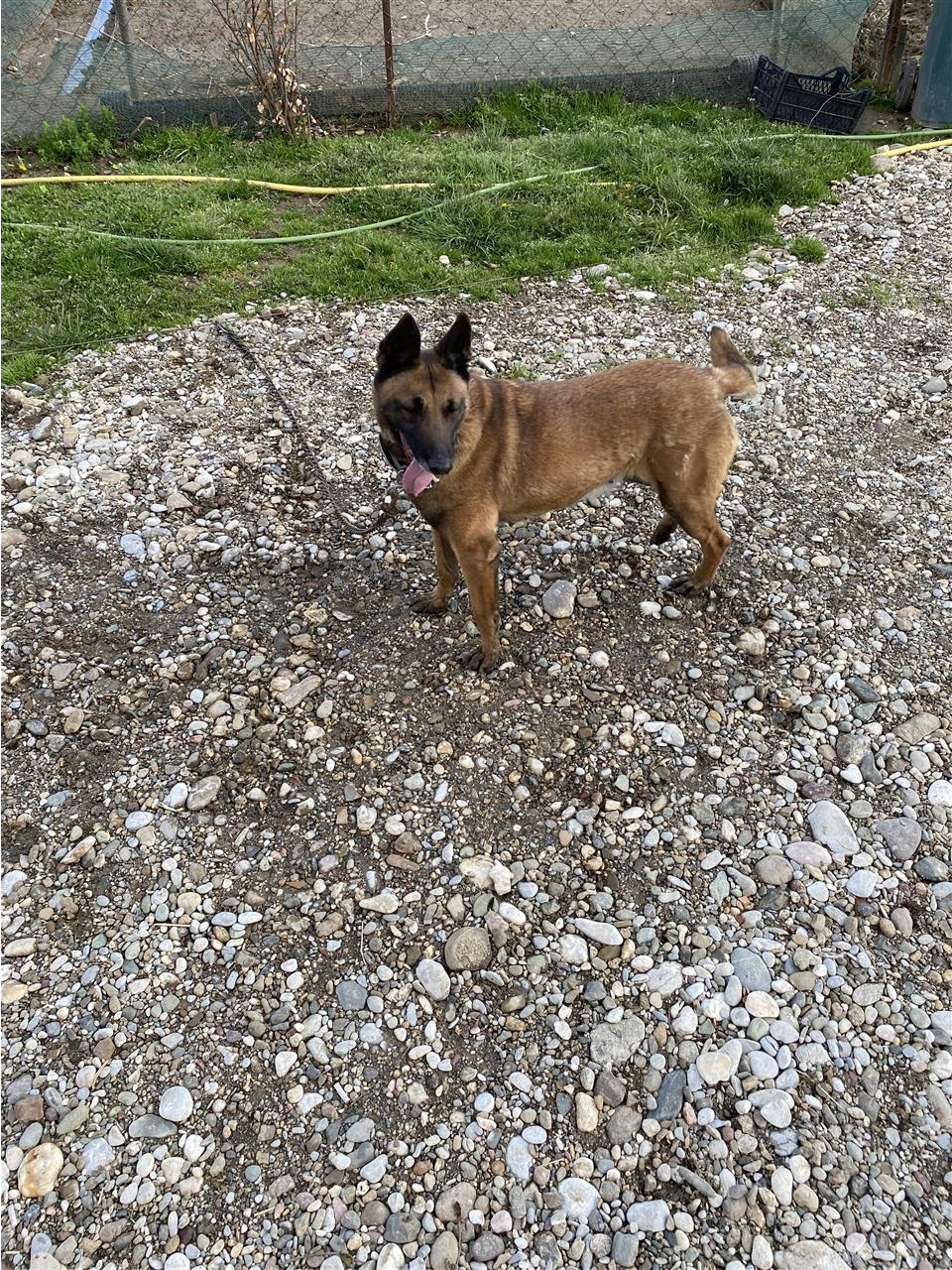 Malinois