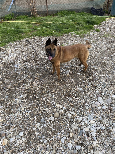 Malinois