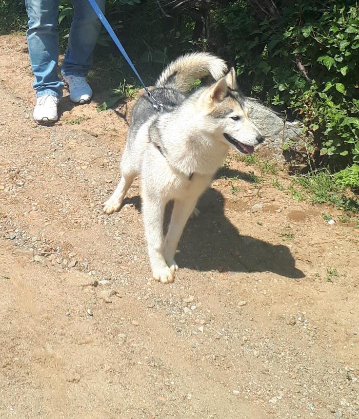 Haski