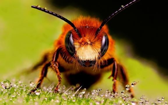 Bleta