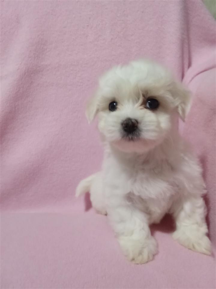 Mini-maltezer