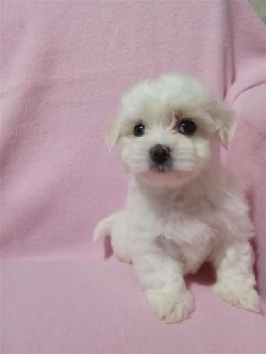 Mini maltezer