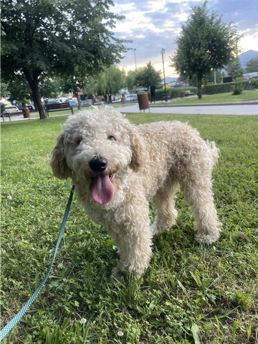 Maltipoo