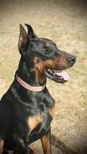 Doberman