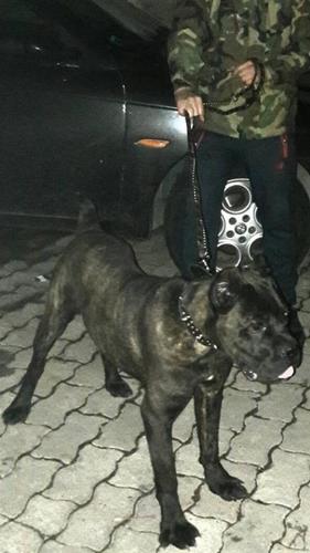 Cane corso