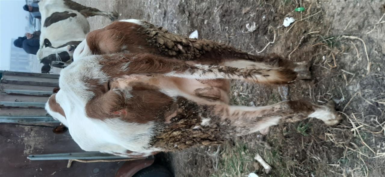 Lop-bars-