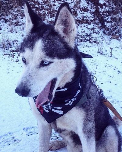 HUSKY