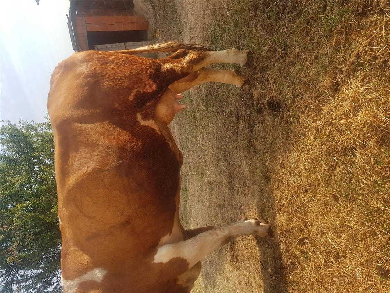 Lop