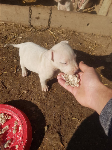 Pitbulla