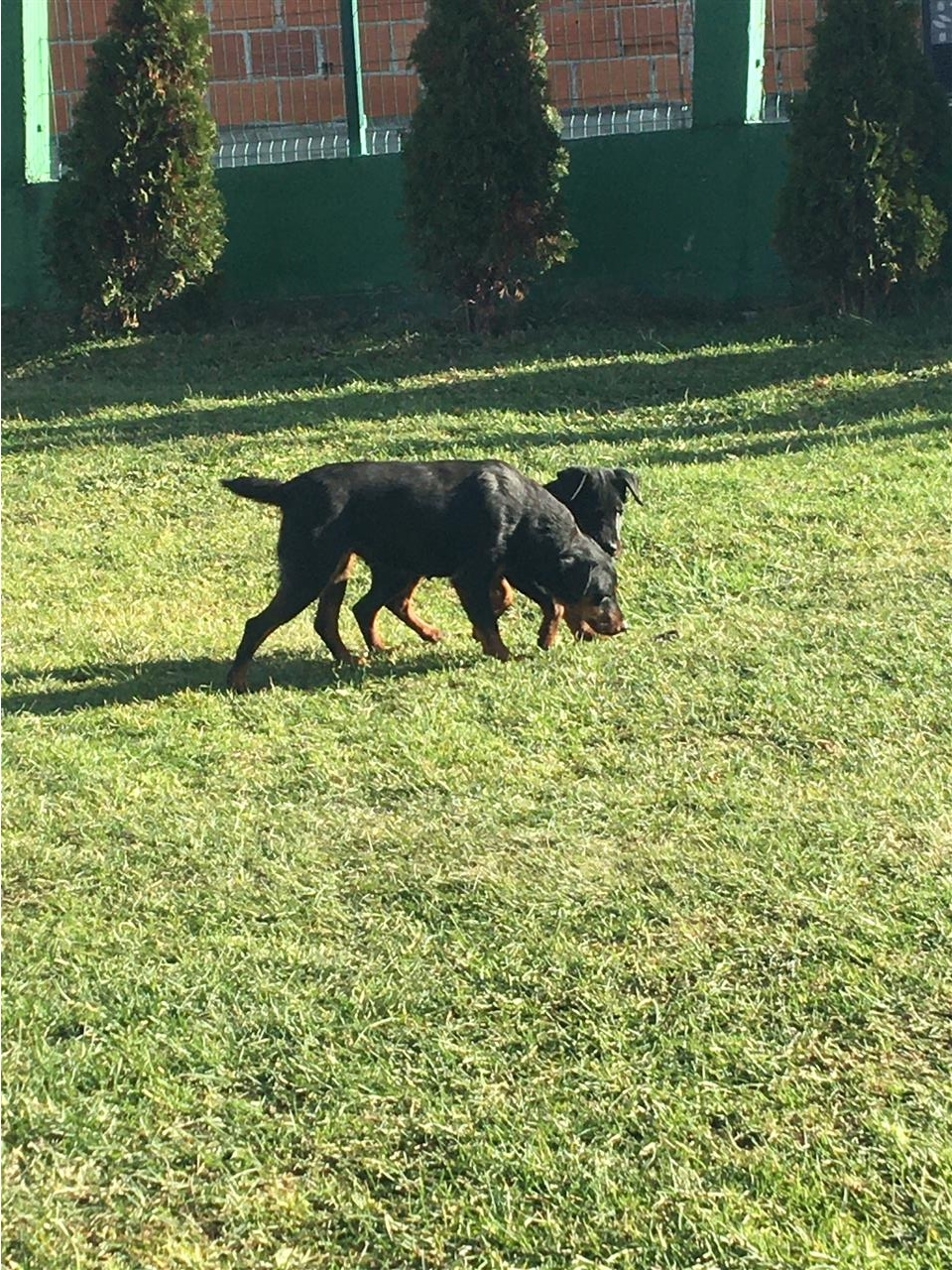 terrier