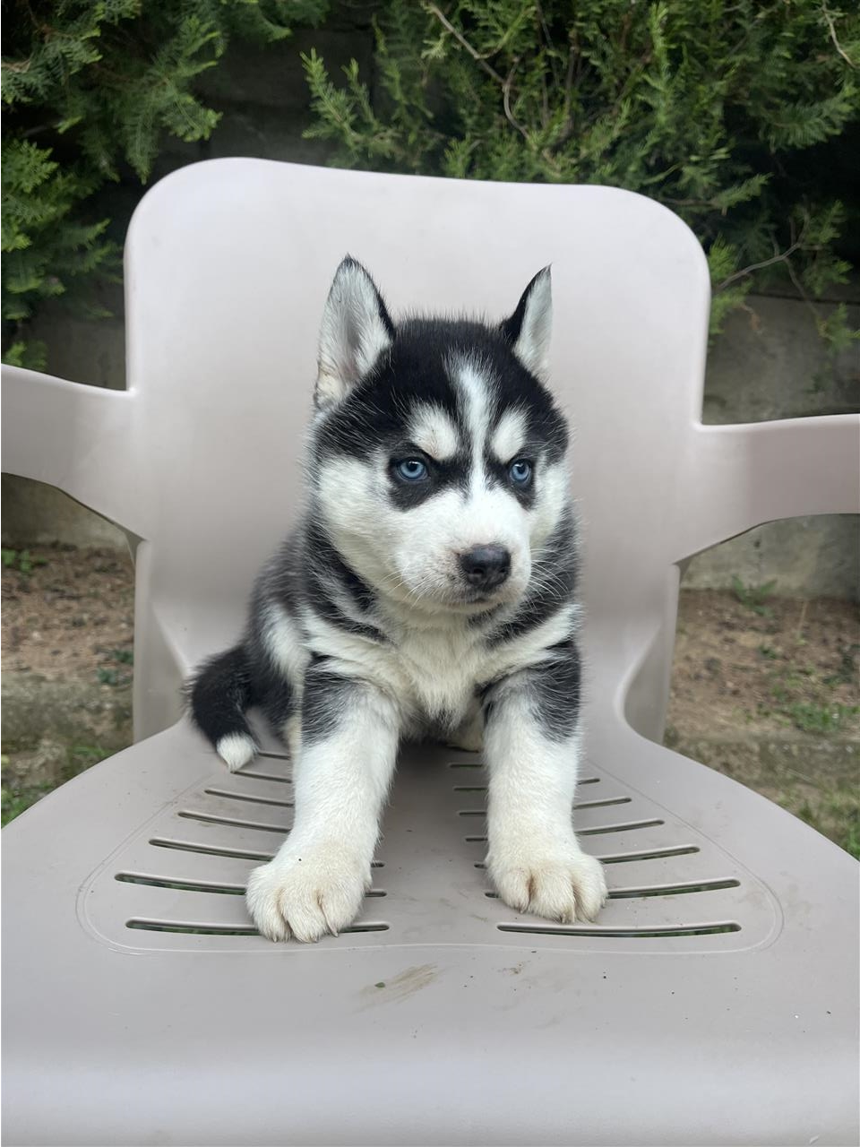 Husky