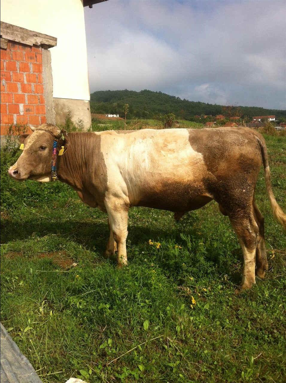 Bika