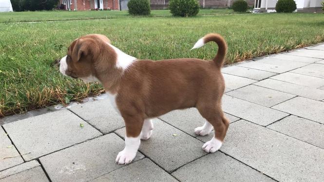 Pitbull 