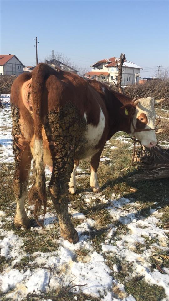 Shitet-mshtjerra