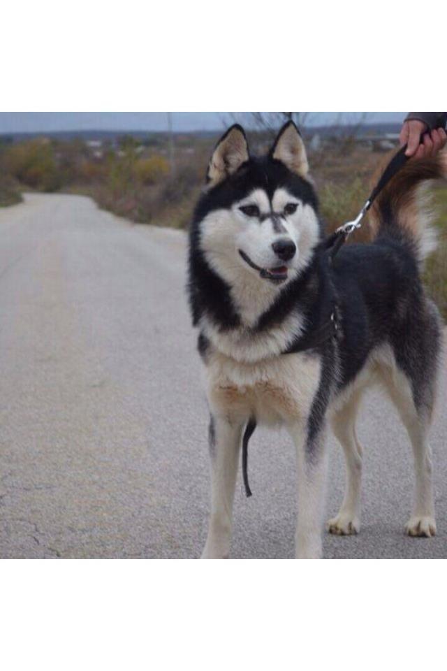 Haski