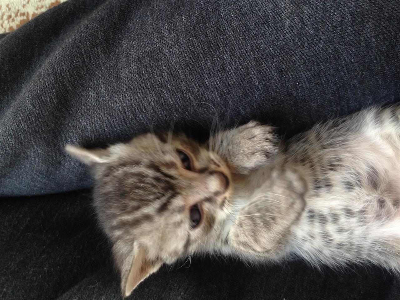 Macat
