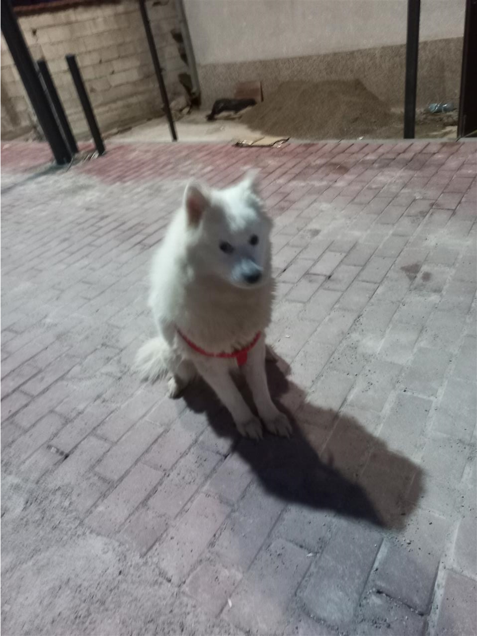 Samoyede