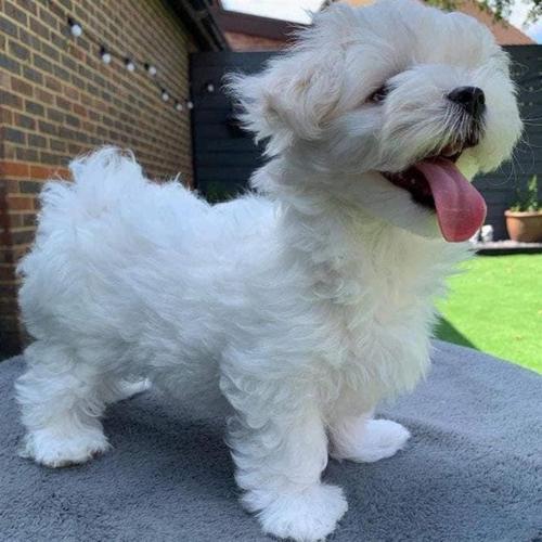 Maltezer