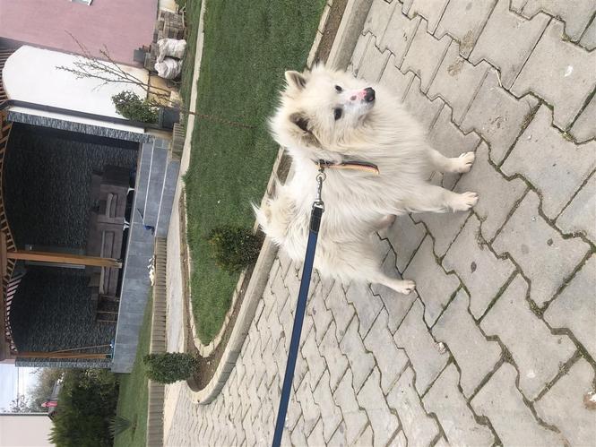Qeni mini spitz