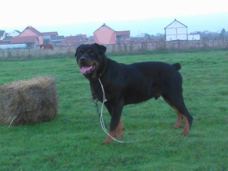 Rotweiler