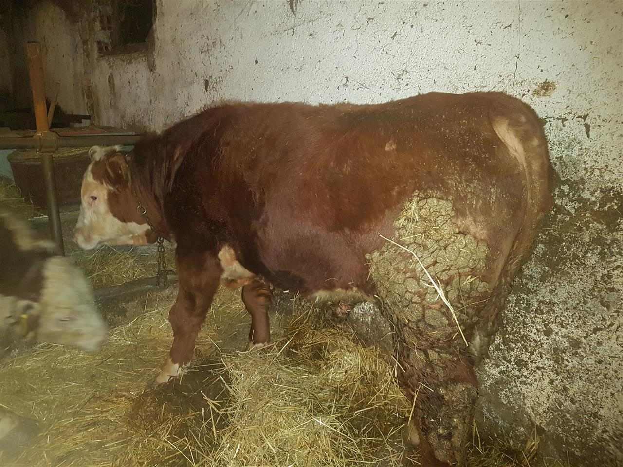 Bika