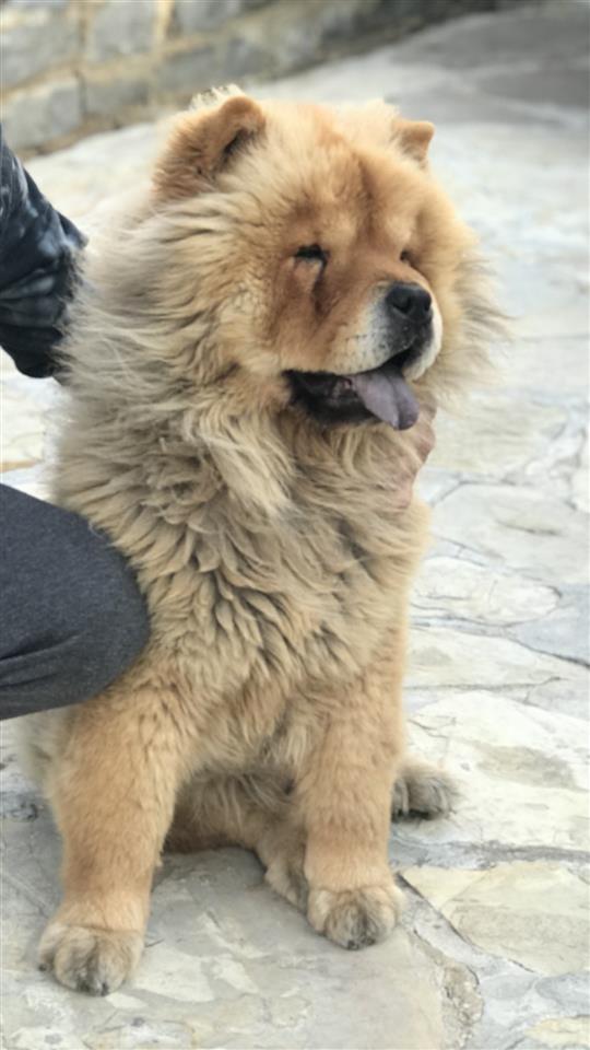 Chow-chow