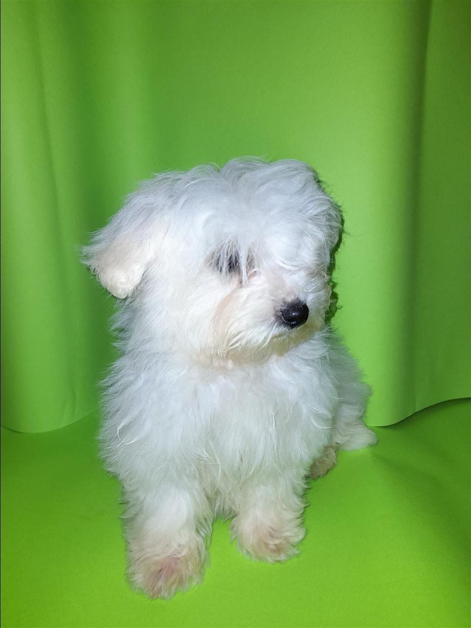 Mini-maltezer