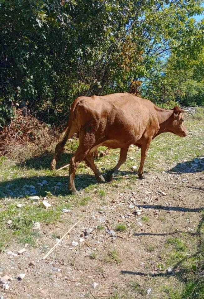Lopa-ne-shitje