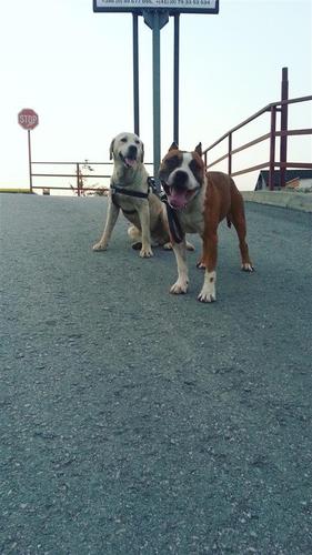Llabrador