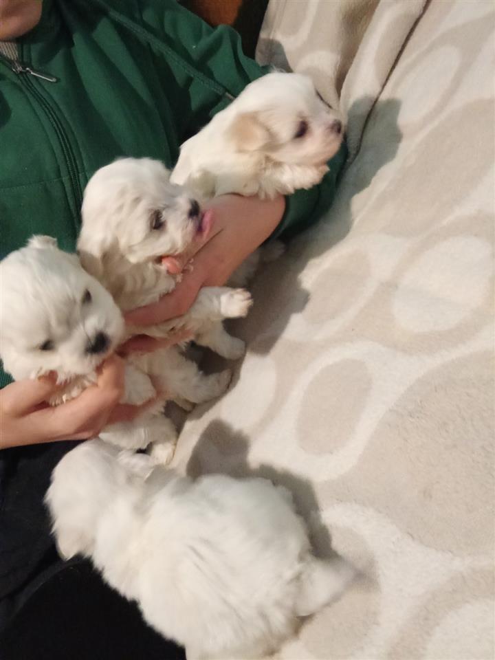 mini-maltezer