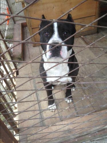 Pit bull