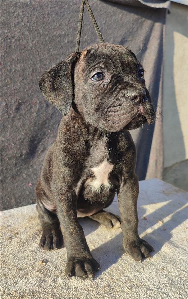 Cane-Corso