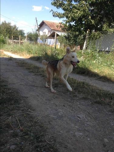 Hasky