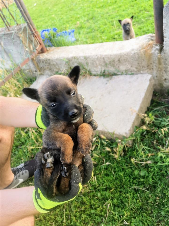 Belgian-Malinois