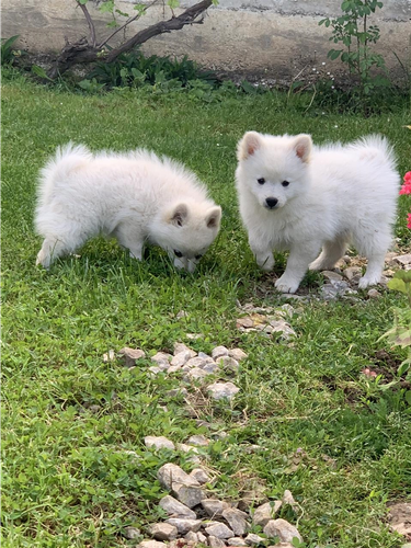 Minispitz
