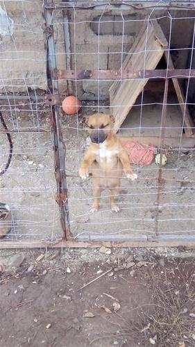 Pit bul