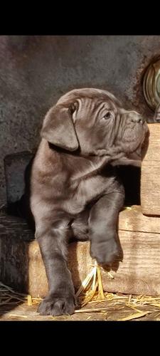 Cane Corso