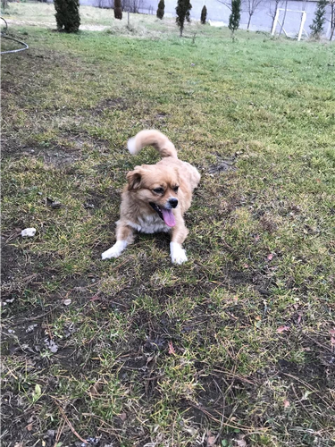 Shitet Pekinizeri 