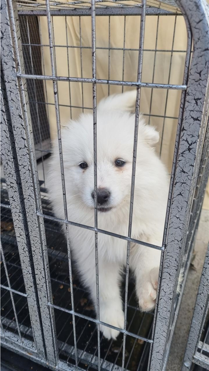 Samoyed