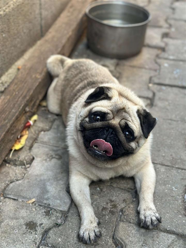 Bulldog